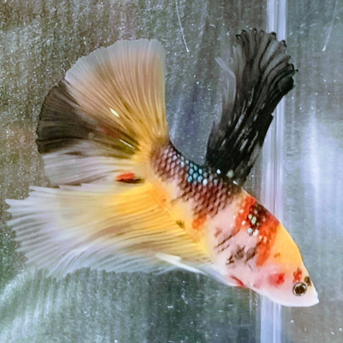 Betta splendens koi /half moon marbré
