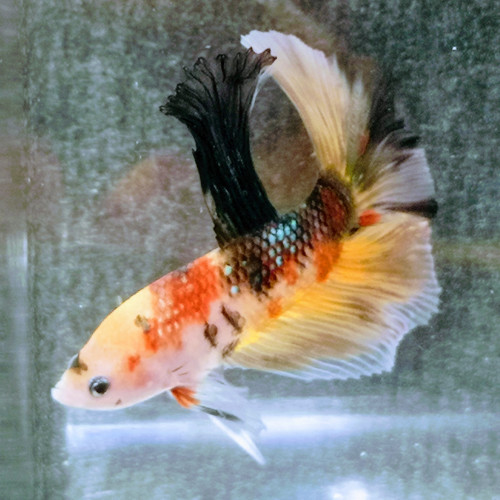 Betta splendens koi /half moon marbré