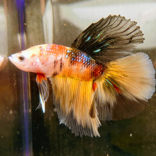 Betta splendens koi /half moon marbré