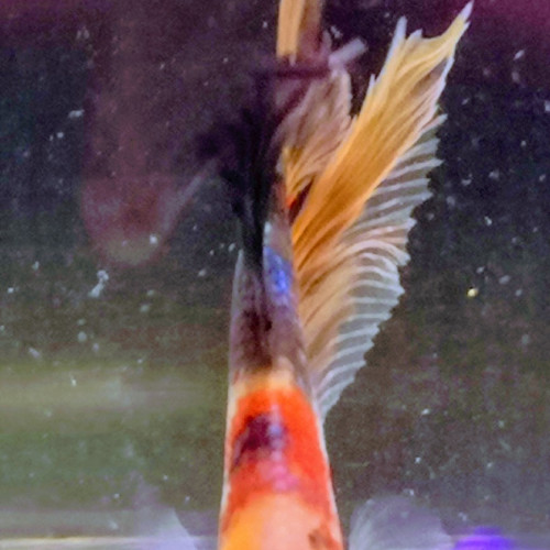 Betta splendens koi /half moon marbré