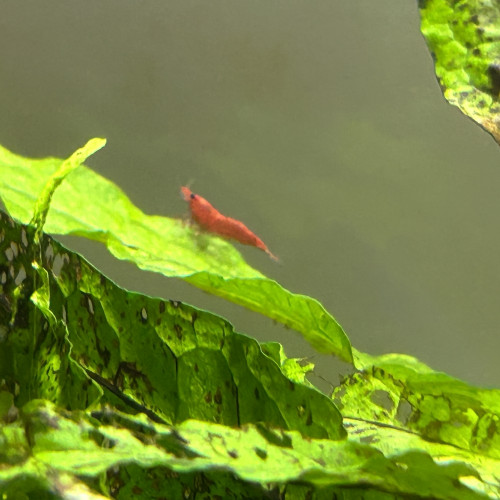 crevettes néocaridina red sakura