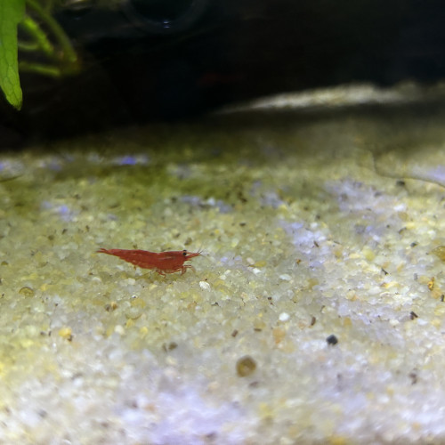 crevettes néocaridina red sakura
