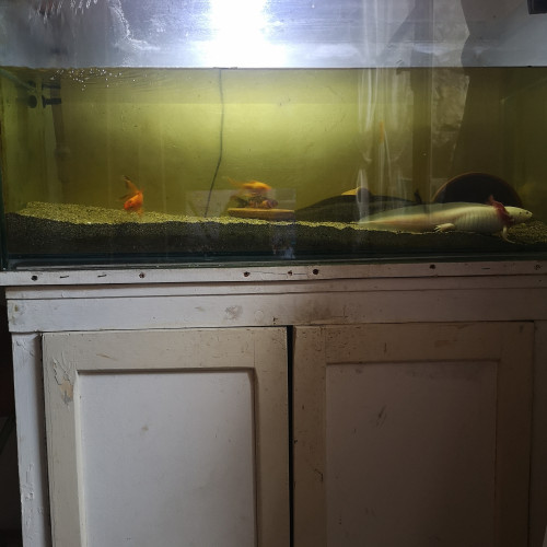 Vente couple axolotl adulte avec aquarium 80cm  sur meubleet pompe filtrante