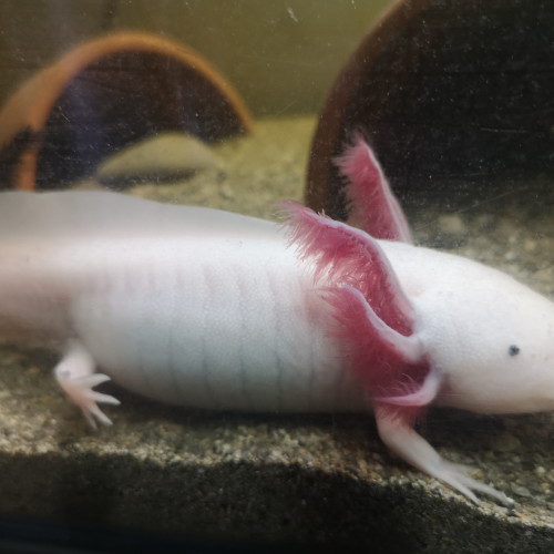 Vente couple axolotl adulte avec aquarium 80cm  sur meubleet pompe filtrante