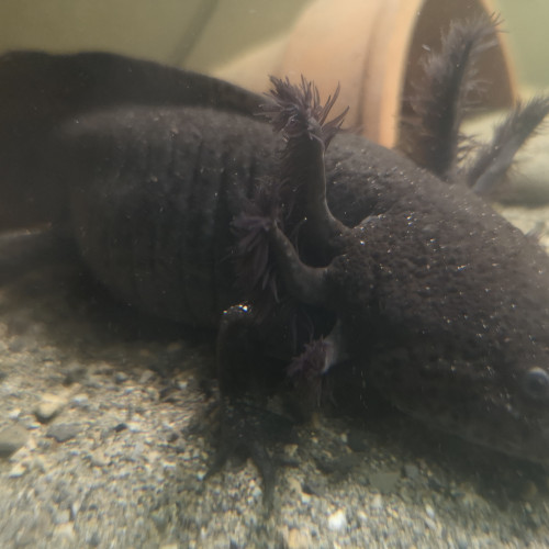 Vente couple axolotl adulte avec aquarium 80cm  sur meubleet pompe filtrante