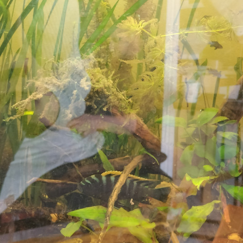 Cynotilapia Zebroides "red top" Likoma Island