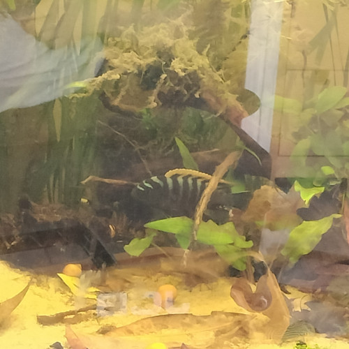 Cynotilapia Zebroides "red top" Likoma Island