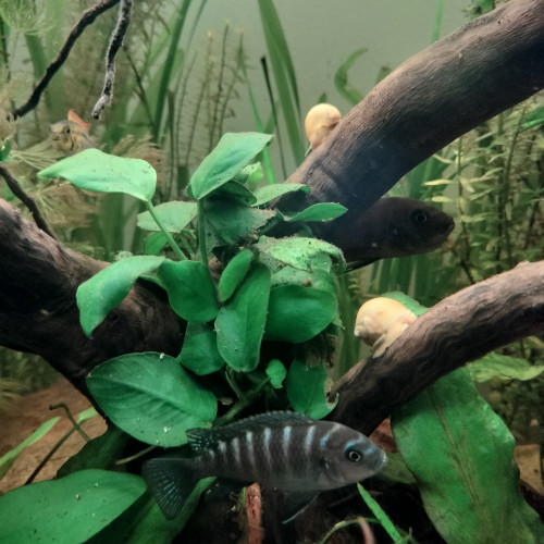 Cynotilapia Zebroides "red top" Likoma Island