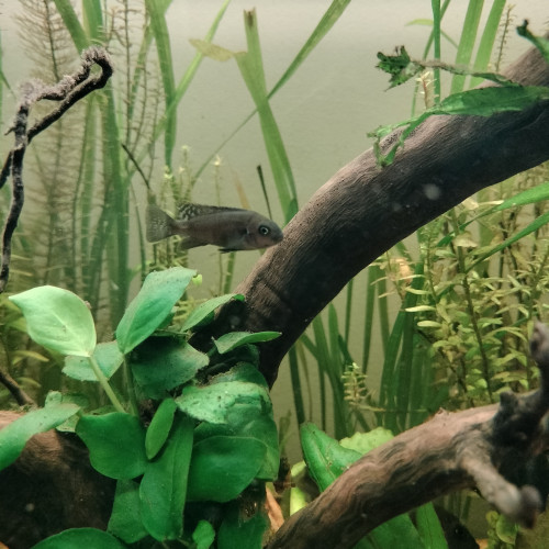 Cynotilapia Zebroides "red top" Likoma Island
