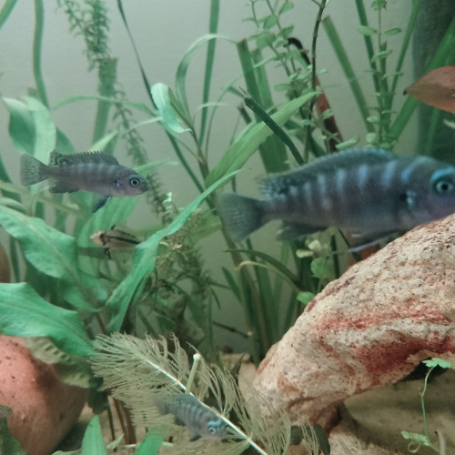 Cynotilapia Zebroides "red top" Likoma Island