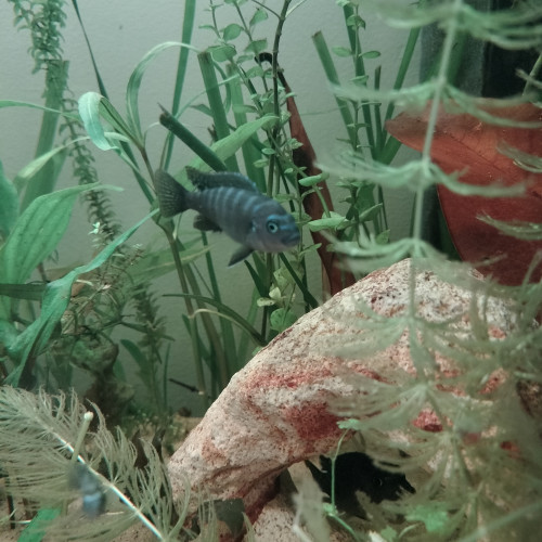 Cynotilapia Zebroides "red top" Likoma Island