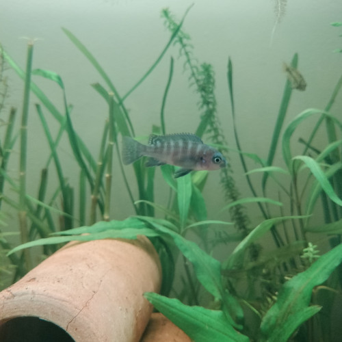 Cynotilapia Zebroides "red top" Likoma Island