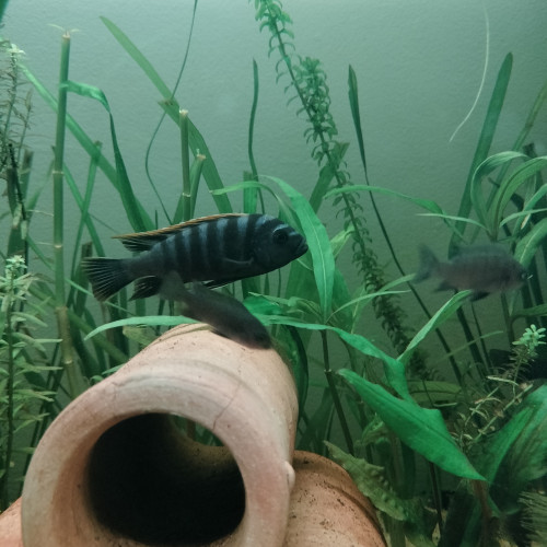 Cynotilapia Zebroides "red top" Likoma Island