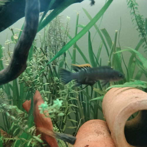Cynotilapia Zebroides "red top" Likoma Island