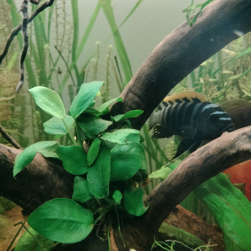 Cynotilapia Zebroides "red top" Likoma Island