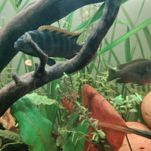 Cynotilapia Zebroides "red top" Likoma Island
