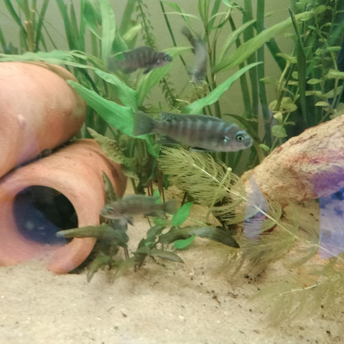 Cynotilapia Zebroides "red top" Likoma Island