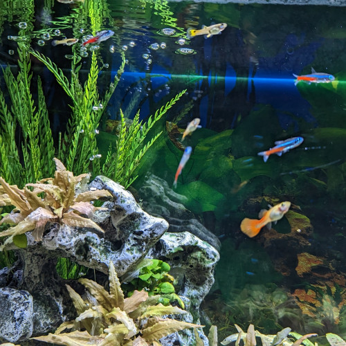 Aquarium+ meuble Juwel Rio 125