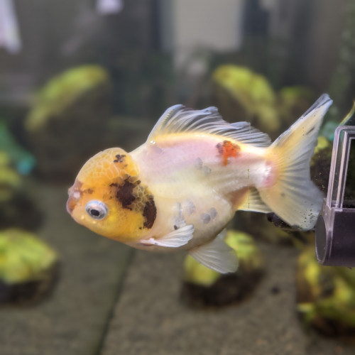 Poisson rouge japonais