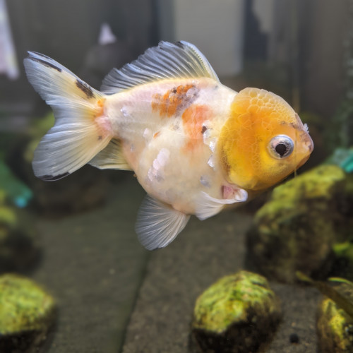 Poisson rouge japonais