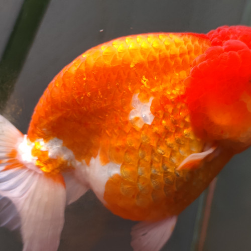 Ranchu japonais 16cm