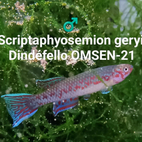 Mâle(s) ♂️ Scriptaphyosemion geryi Dindéfello OMSEN-21