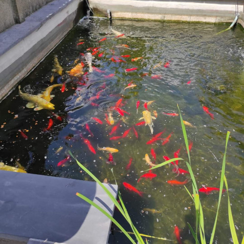 Carpes koi à l'étroit dans leur bassin...