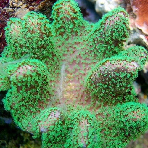 Recherche coraux contre des blobs, plantes ou de l'argent