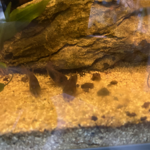 Corydoras