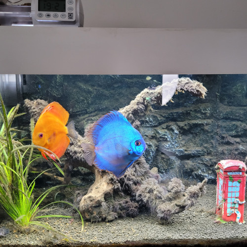 Vends aquarium Juwel