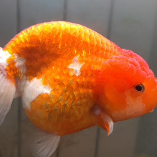Ranchu japonais 16cm