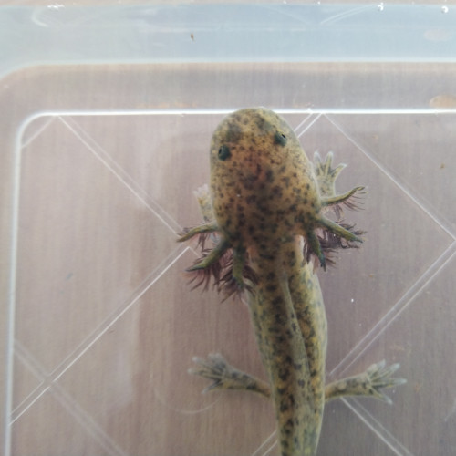 Acheter axolotl sauvage