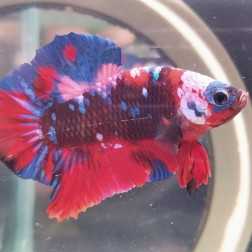 Combattant Betta plakat red koï galaxy