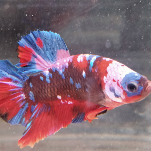 Combattant Betta plakat red koï galaxy