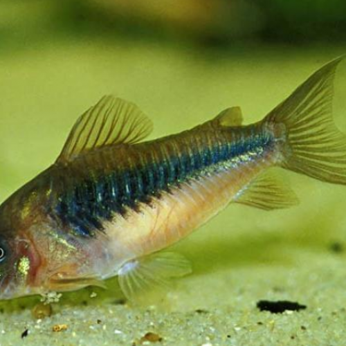 Corydoras aeneus