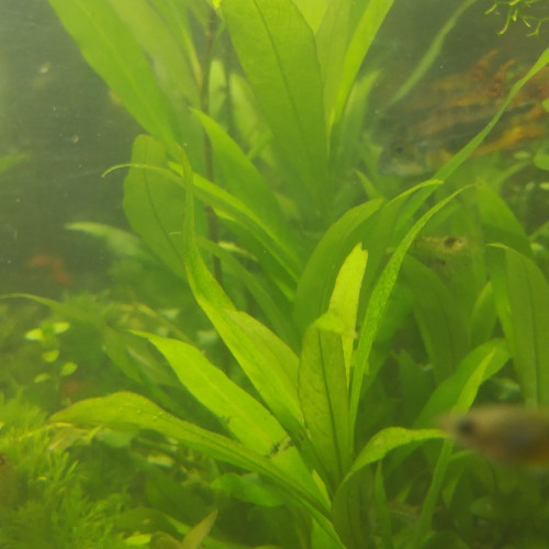 Hygrophila