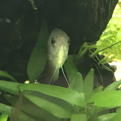 Gourami miel