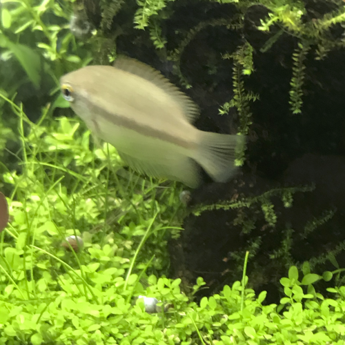 Gourami miel