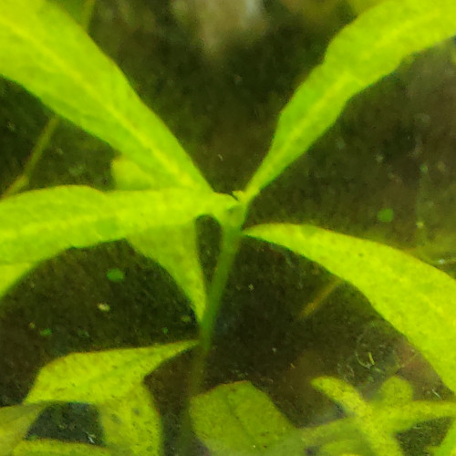 Hygrophila polysperma