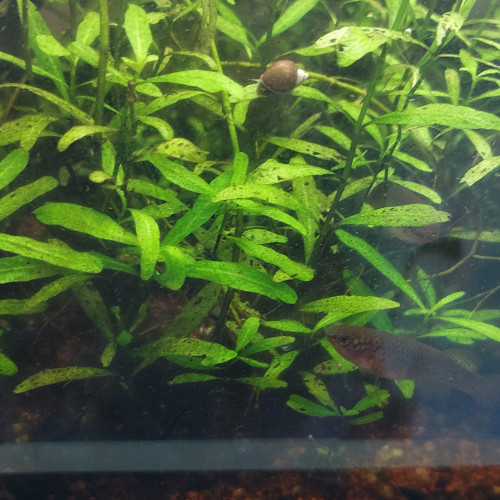 Hygrophila polysperma