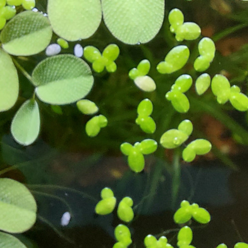 Lentille d'eau