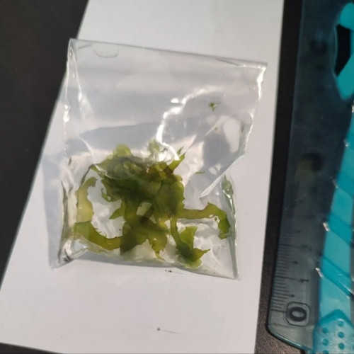 Donne petit lot de mousse et hépatiques