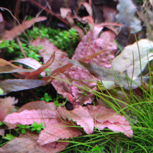 Cryptocoryne Flamingo