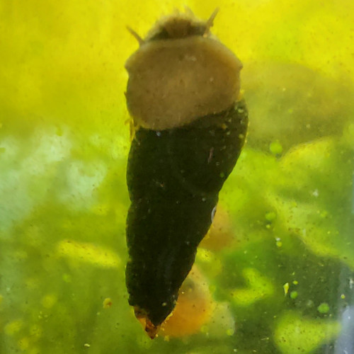 Escargot malais (Melanoides tuberculatus)