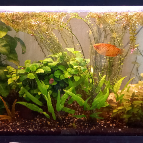 Vends plantes et 2 gouramis perlés