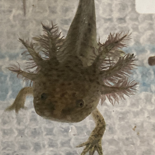 Axolotls a réserver