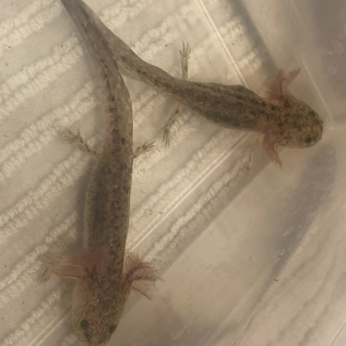 Axolotls a réserver