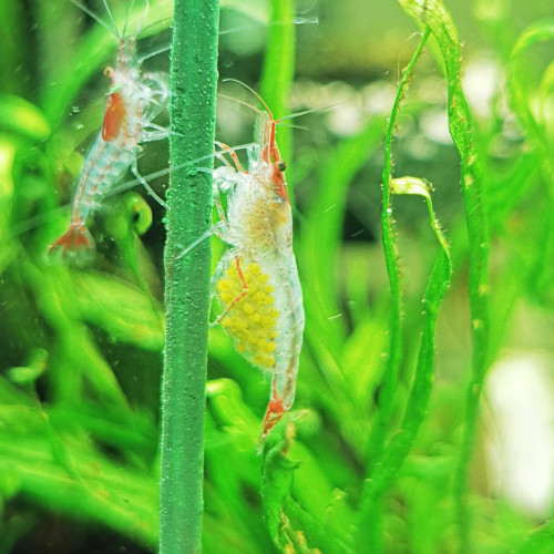 Neocaridina rili red