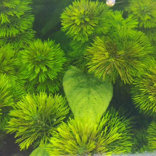 Limnophila