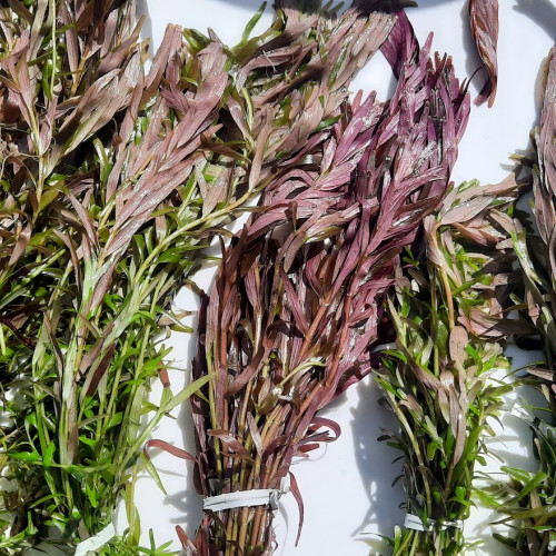 ROTALA GROS LOT